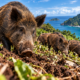 Uma ilha desabitada recebeu porcos que acabaram se reproduzindo por gerações e deram origem a uma população selvagem que despertou o alerta de pesquisadores sobre os impactos no equilíbrio da natureza