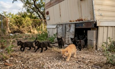 Seis gatinhos pretos, quase idênticos, foram encontrados em uma casa ao lado de um irmão laranja, e distinguir cada um virou um desafio tão fofo quanto curioso