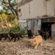 Seis gatinhos pretos, quase idênticos, foram encontrados em uma casa ao lado de um irmão laranja, e distinguir cada um virou um desafio tão fofo quanto curioso
