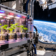 Em 2006, pesquisadores enviaram sementes de girassol ao espaço e depois elas voltaram à Terra para um estudo que investigou se a ausência de gravidade poderia alterar o desenvolvimento das plantas