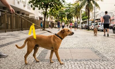 Fita amarela na coleira do cachorro: o que esse sinal quer dizer e como agir ao encontrar um animal usando