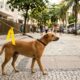 Fita amarela na coleira do cachorro: o que esse sinal quer dizer e como agir ao encontrar um animal usando
