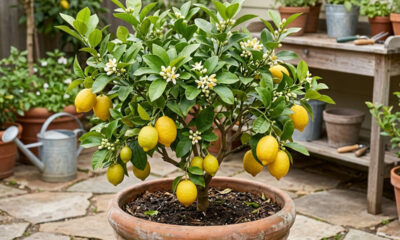 Como cultivar limão-siciliano em vaso: o passo a passo de cultivo para colher frutos perfumados mesmo em varandas pequenas