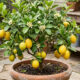 Como cultivar limão-siciliano em vaso: o passo a passo de cultivo para colher frutos perfumados mesmo em varandas pequenas