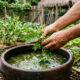 Macerado de folhas de fedegoso no solo: como preparar o bioadubo rico em nitrogênio que acelera o crescimento de hortaliças