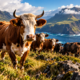 Cinco vacas abandonadas em uma ilha em 1871 se multiplicaram por mais de um século, formaram um rebanho de quase 2 mil animais e deram origem a um fenômeno surpreendente que intrigou cientistas e revelou como poucos animais podem transformar completamente um ambiente isolado
