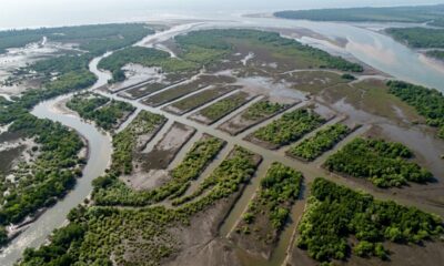 Floresta ganha canais que lembram espinha de peixe e técnica criada há quase 40 anos ajuda a restaurar áreas de mangue onde o fluxo da água havia sido interrompido