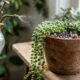 O segredo de rega e drenagem para que as bolinhas verdes dessa suculenta pendente fiquem firmes e nunca murchem no vaso suspenso
