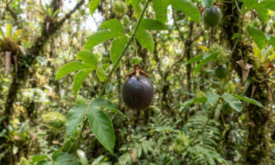 Essa variedade rara de maracujá silvestre tem alta rusticidade e surpreende por um aroma marcante e folhas resistentes a pragas