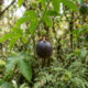Essa variedade rara de maracujá silvestre tem alta rusticidade e surpreende por um aroma marcante e folhas resistentes a pragas