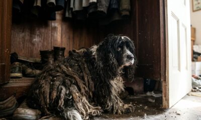 Cachorrinho vivia dentro de um armário, escondido sob 5,5 kg de pelos embolados, e sua transformação após o resgate está emocionando milhares de pessoas