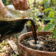 Misturar esse ingrediente simples na água de rega no verão dá um shot imediato de nutrientes que protege as plantas do calor