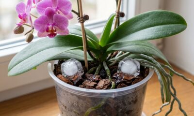 Colocar cubos de gelo na terra das plantas: para que serve essa técnica curiosa e por que jardineiros recomendam
