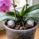 Colocar cubos de gelo na terra das plantas: para que serve essa técnica curiosa e por que jardineiros recomendam