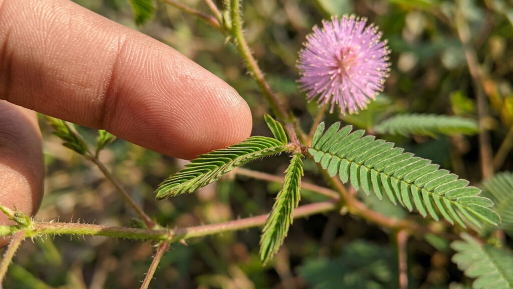 A planta sensitiva que fecha as folhas e captura insetos sem ser carnívora: o segredo biológico dessa espécie curiosa