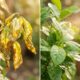 Adeus receitas furadas da internet: os mitos clássicos do controle de pragas no jardim que só fazem você perder tempo e estragar plantas