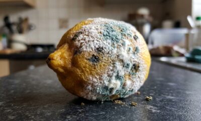 Um limão mofado pode valer ouro para o jardim: conheça 2 maneiras de aproveitar a fruta que muita gente joga fora sem imaginar sua utilidade