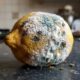 Um limão mofado pode valer ouro para o jardim: conheça 2 maneiras de aproveitar a fruta que muita gente joga fora sem imaginar sua utilidade