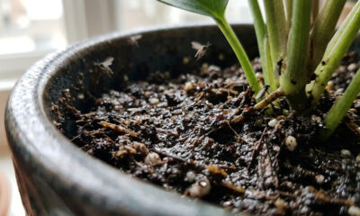Mosquitinhos pretos voando ao redor da terra do vaso? O erro clássico de rega que está criando esse ninho invisível dentro de casa