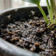 Mosquitinhos pretos voando ao redor da terra do vaso? O erro clássico de rega que está criando esse ninho invisível dentro de casa