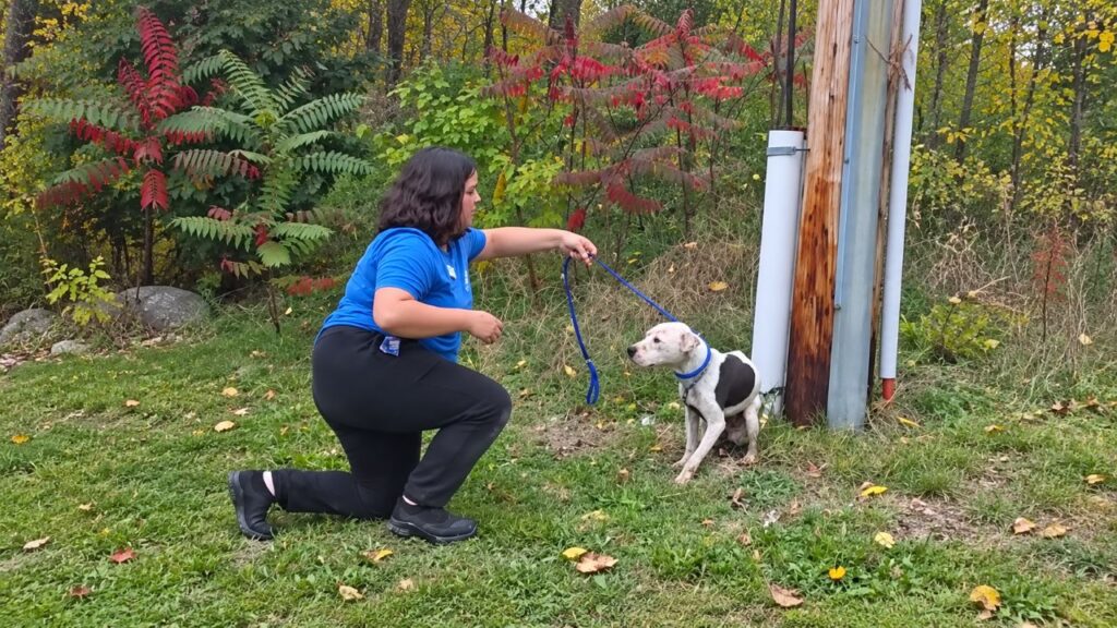 Funcionários de abrigo encontram cachorro acorrentado a um poste, mas ficam de coração partido ao perceber que ele estava fraco demais para dar um único passo