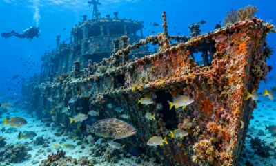 Em 1972, navios antigos foram afundados no litoral dos Estados Unidos para criar recifes artificiais e, anos depois, mergulhadores encontraram peixes e corais ocupando partes das embarcações
