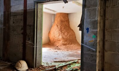 Funcionário entra em escritório para fazer controle de pragas e encontra um cupinzeiro gigante de 3 metros de altura