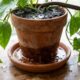 O erro comum na rega diária que você comete achando que está ajudando e que sufoca as raízes da planta de vaso aos poucos