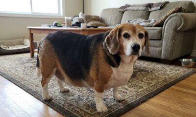 Homem vê foto de um beagle de 33 quilos e acredita que foi criada por inteligência artificial, até conhecer o cachorro pessoalmente e descobrir que ele era real