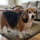 Homem vê foto de um beagle de 33 quilos e acredita que foi criada por inteligência artificial, até conhecer o cachorro pessoalmente e descobrir que ele era real