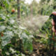 Pulverização de óleo de orégano com sabão de coco: a solução antifúngica potente para eliminar manchas de oídio em folhas de tomate e pimenta