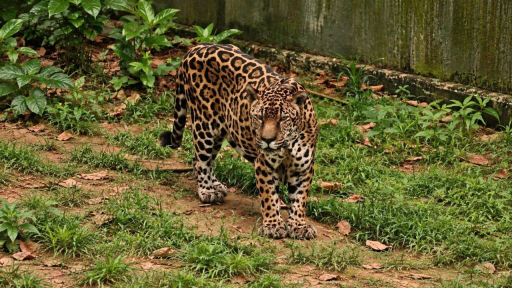 Onça-pintada criada pelo Exército Brasileiro chega aos 25 anos, entra para o Guinness como a mais velha do mundo e chama atenção pela rotina que leva dentro do quartel