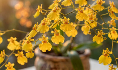O segredo de cultivo da orquídea chuva-de-ouro para produzir dezenas de florzinhas amarelas brilhantes em hastes fartas no vaso