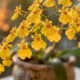 O segredo de cultivo da orquídea chuva-de-ouro para produzir dezenas de florzinhas amarelas brilhantes em hastes fartas no vaso