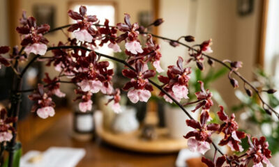 Essa orquídea rara e perfumada é muito fácil de cultivar dentro de casa e solta hastes florais aromáticas que duram semanas na sala