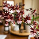 Essa orquídea rara e perfumada é muito fácil de cultivar dentro de casa e solta hastes florais aromáticas que duram semanas na sala