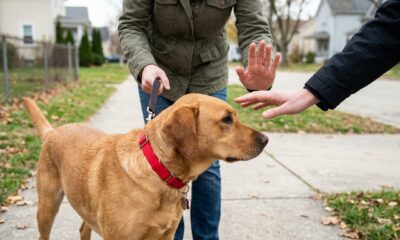 Fita amarela, laço vermelho, coleira laranja ou azul: o que cada cor no pescoço do cachorro avisa a quem passa na rua, e por que tocar no cão de coleira vermelha pode terminar em mordida
