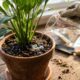 Mistura de água oxigenada na água de rega: para que serve a diluição que elimina larvas e parasitas do solo sem intoxicar a planta