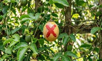 Adeus, maracujá: essa fruta amarela de polpa gordurosa nasce no cerrado e é disputada para a produção de licores e doces artesanais