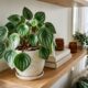 Essa planta compacta virou obsessão entre decoradores por ter folhas listradas que imitam casca de melancia fresca em vasos pequenos