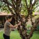 Essa é a árvore perfeita para plantar perto de casa: a raiz não ataca muros nem encanamentos e ainda dá frutos direto do tronco