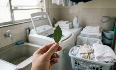 Colocar uma folha de louro na máquina de lavar: para que serve por que é recomendado e como ela pode deixar a roupa com cheiro fresco