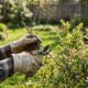 Especialistas em jardinagem alertam: na primavera, algumas plantas pedem poda de limpeza para retirar galhos secos, melhorar a ventilação e estimular novas brotações