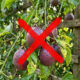 Adeus, maracujá: essa fruta amarela de polpa leitosa nasce em solos arenosos do litoral e surpreende pelo sabor doce e perfume inconfundível