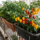 Cultivo de pimenta-de-cheiro cabocla em floreiras: a variedade super aromática e sem ardência ideal para cultivar na varanda