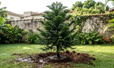 O que acontece com o pinheiro natural depois do Natal surpreende muita gente: jardineiros revelam se a árvore pode ganhar uma segunda vida no jardim