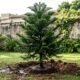 O que acontece com o pinheiro natural depois do Natal surpreende muita gente: jardineiros revelam se a árvore pode ganhar uma segunda vida no jardim