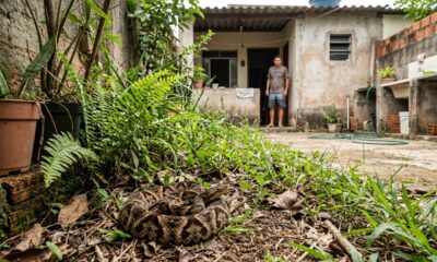 Muita gente tenta matar a jararaca por medo, mas poucos sabem que se aproximar aumenta justamente o risco de picada