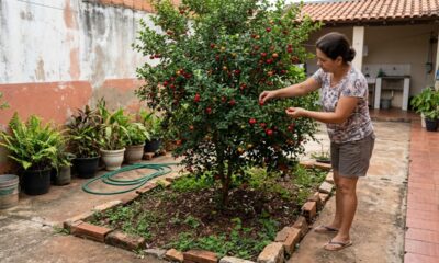 7 árvores frutíferas com raízes menos agressivas para plantar no quintal sem ocupar tanto espaço e com menor risco de levantar pisos e pavimentos