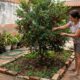 7 árvores frutíferas com raízes menos agressivas para plantar no quintal sem ocupar tanto espaço e com menor risco de levantar pisos e pavimentos
